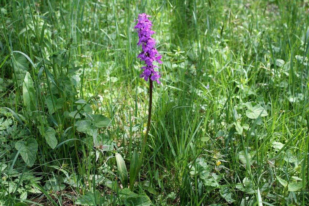 Orchis mascula